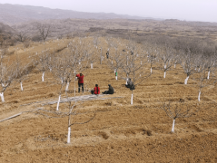 <b>华亭市砚峡乡：春织绿意梦 绘就生态景</b>