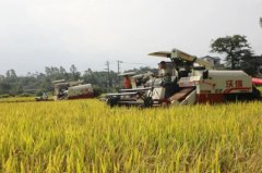 山川孕育的米中瑰宝——灌阳水稻